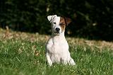 JACK RUSSEL 155